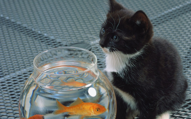 fish, Cat, Aquarium, Kittens HD Wallpaper Desktop Background