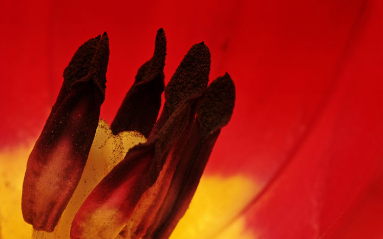 flower, Macro, Red HD Wallpaper Desktop Background