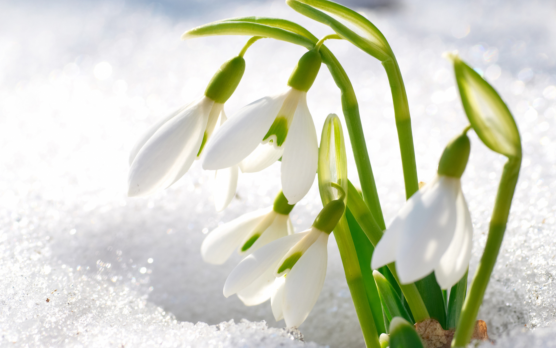flowers, Winter Wallpaper