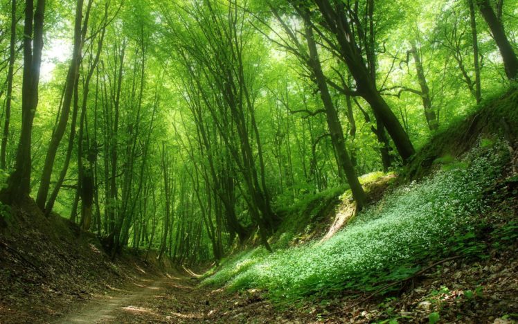 forest, Trees, Stones, Moss, Nature HD Wallpaper Desktop Background
