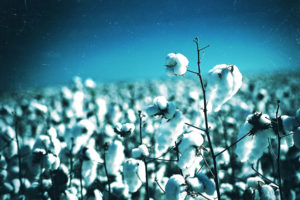 cotton, Plant