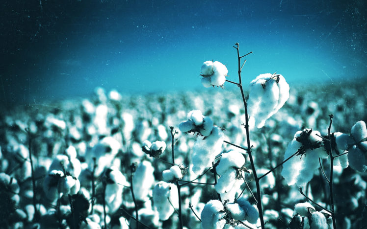 cotton, Plant HD Wallpaper Desktop Background