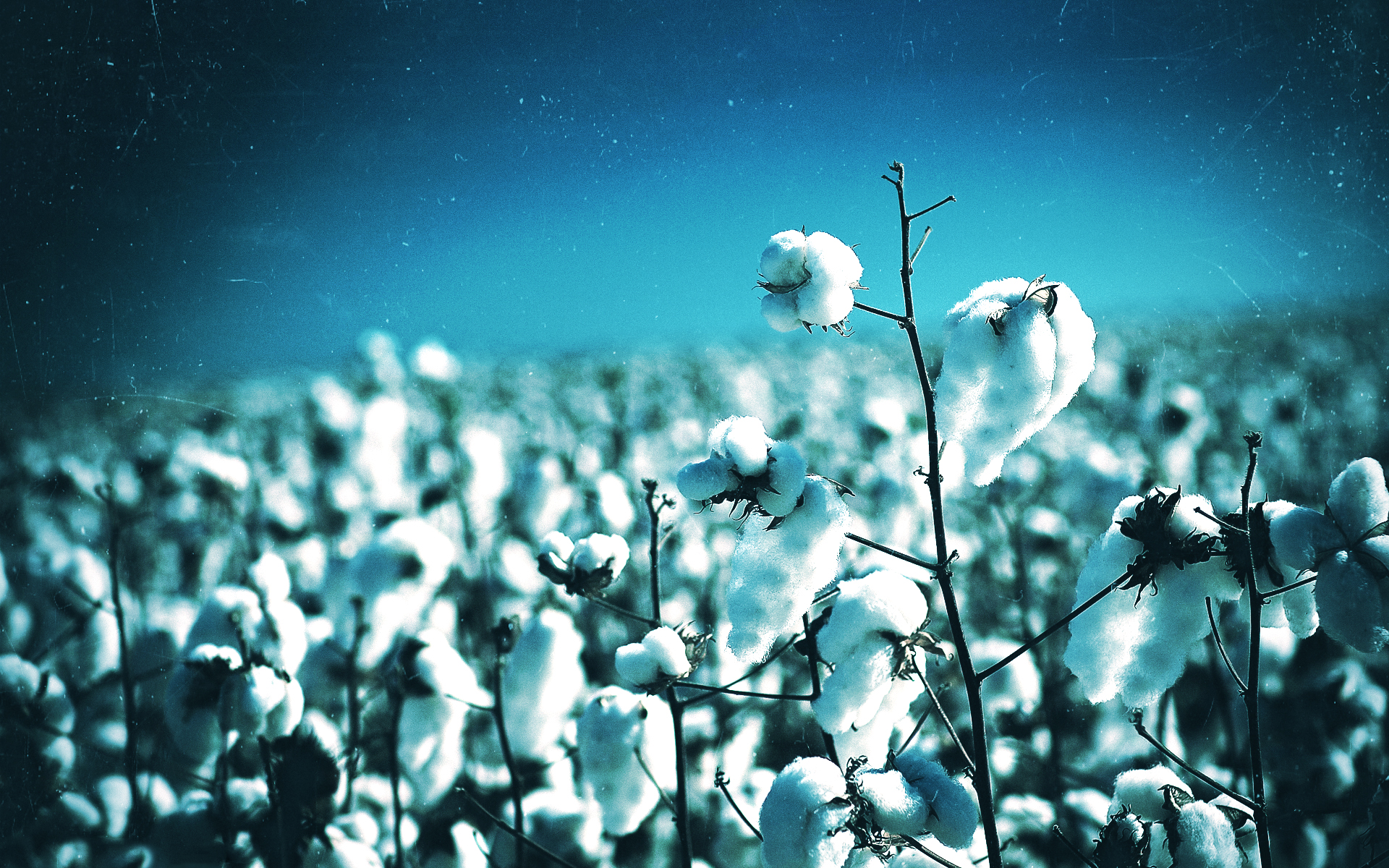 cotton, Plant Wallpaper