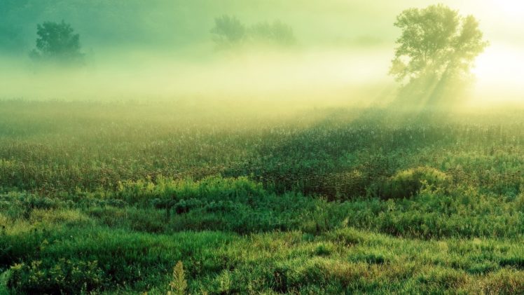 grass, Green, Sunlight, Shadow, Fog, Mist HD Wallpaper Desktop Background