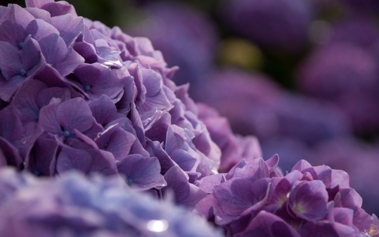 hydrangea, Bush, Close, Up, Flowers, Bokeh HD Wallpaper Desktop Background