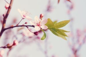 flowers, Cherry, Blossom