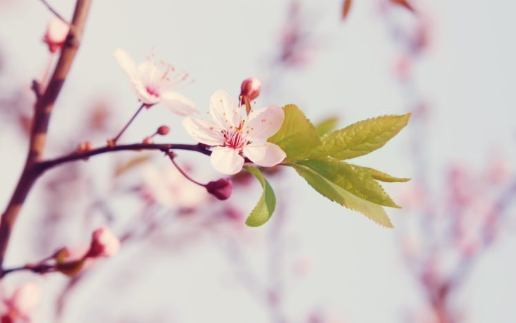 flowers, Cherry, Blossom HD Wallpaper Desktop Background
