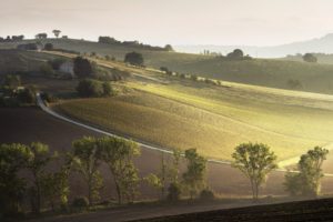 landscape, Raggi, Del, Mattino, Italian, Italy, Farm, Hill