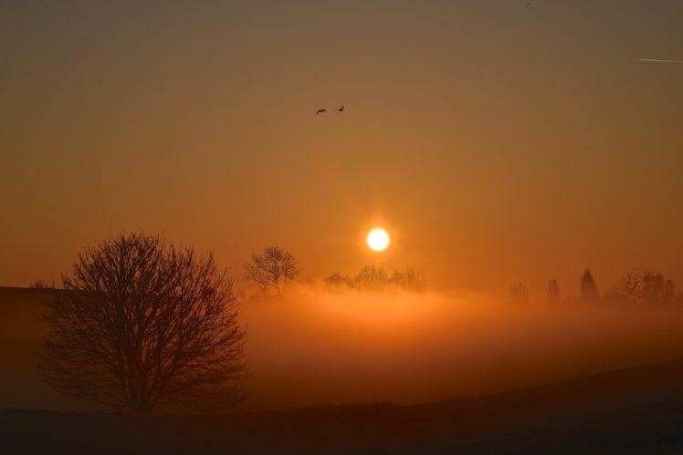sunset, Sun, Fog, Trees, Sky, Birds, Nature, Landscape HD Wallpaper Desktop Background