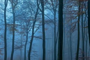 forest, Tree, Landscape, Nature, Fog