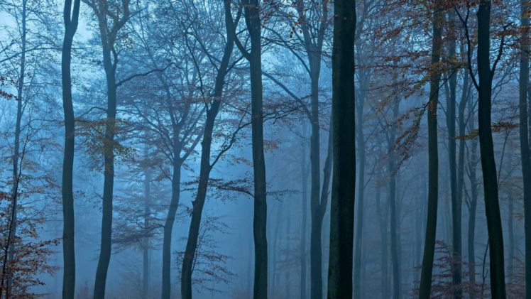 forest, Tree, Landscape, Nature, Fog HD Wallpaper Desktop Background