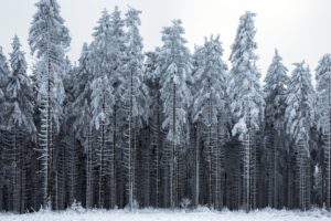 forest, Tree, Landscape, Nature, Winter, Snow
