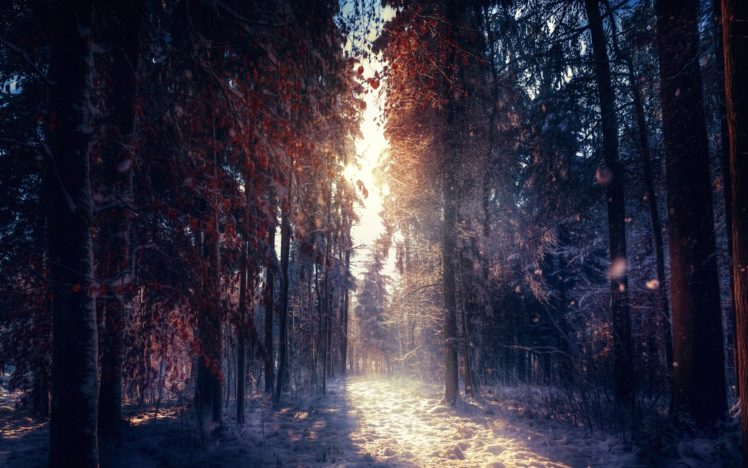 forest, Tree, Landscape, Nature, Autumn, Winter HD Wallpaper Desktop Background
