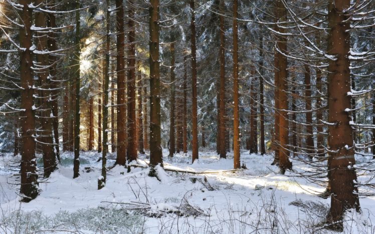 forest, Tree, Landscape, Nature, Winter, Snow HD Wallpaper Desktop Background