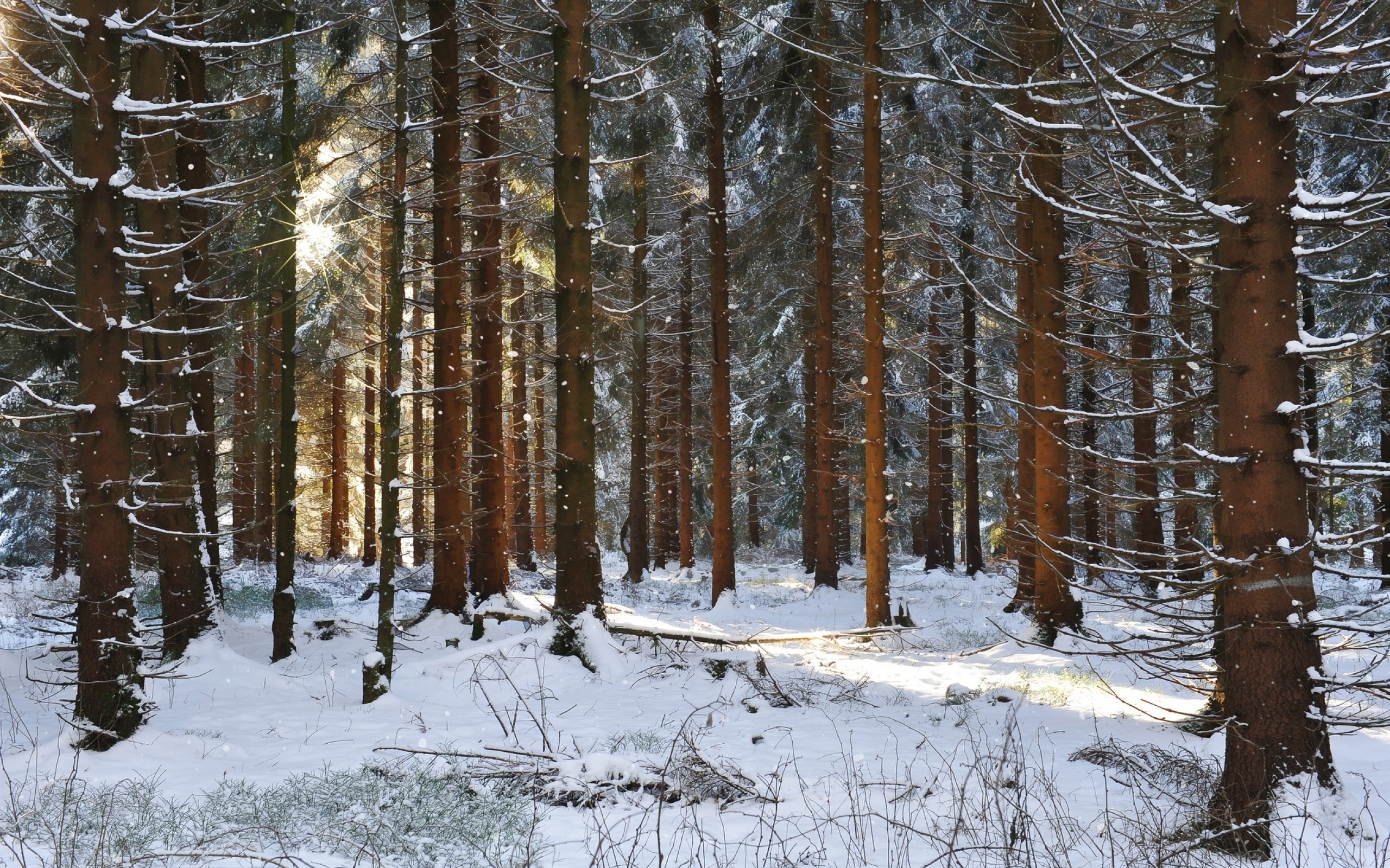 forest, Tree, Landscape, Nature, Winter, Snow Wallpaper