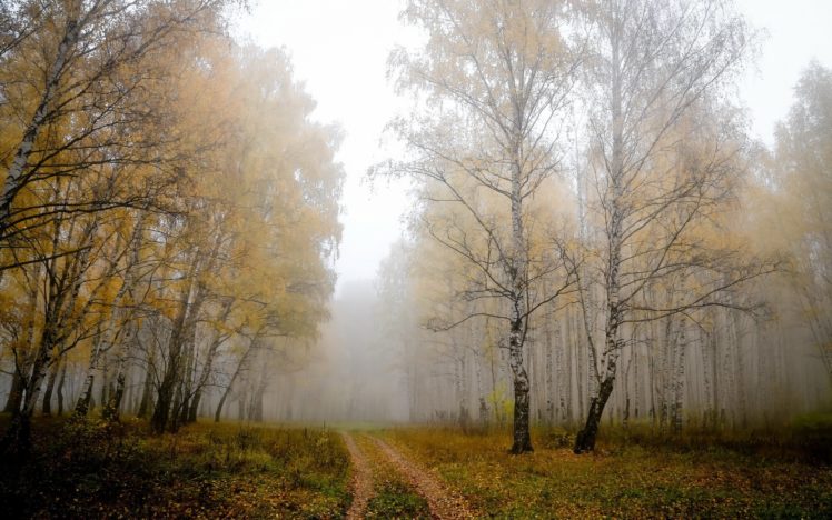 forest, Tree, Landscape, Nature, Autumn, Path, Road, Trail HD Wallpaper Desktop Background