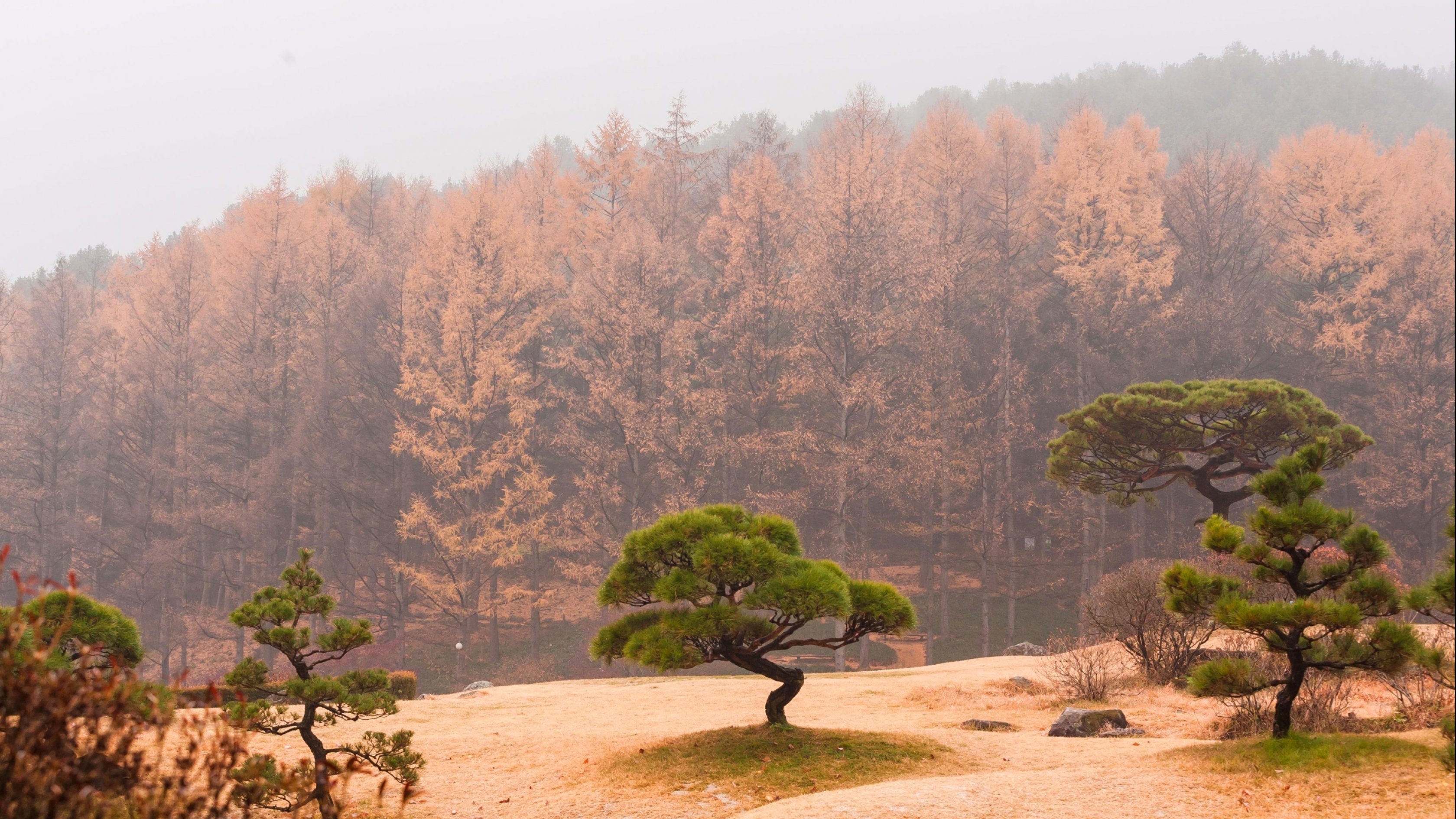 forest, Tree, Landscape, Nature, Autumn Wallpaper