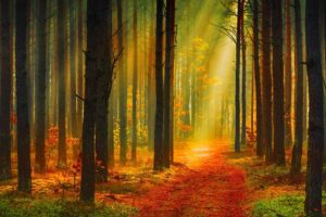 forest, Tree, Landscape, Nature, Autumn, Road, Path, Trail