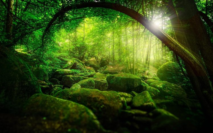 forest, Tree, Landscape, Nature, Moss HD Wallpaper Desktop Background