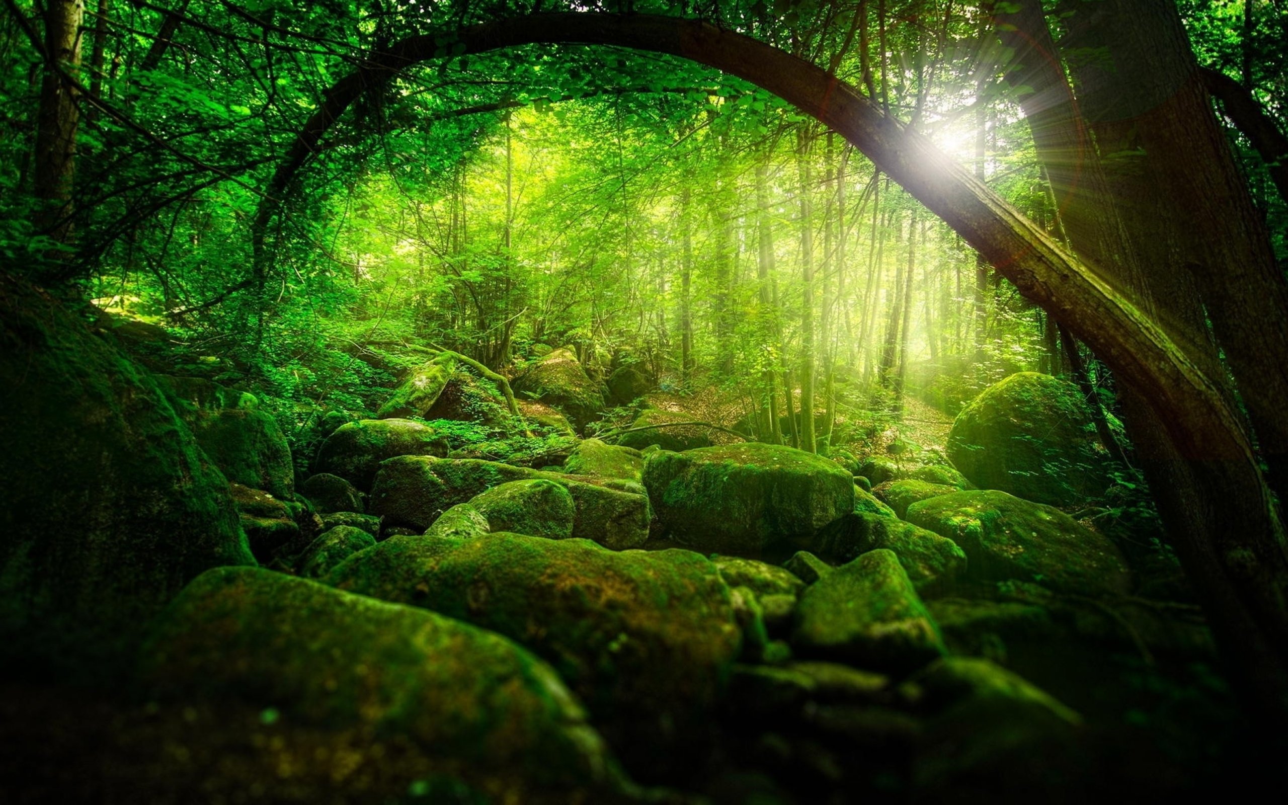 forest, Tree, Landscape, Nature, Moss Wallpaper