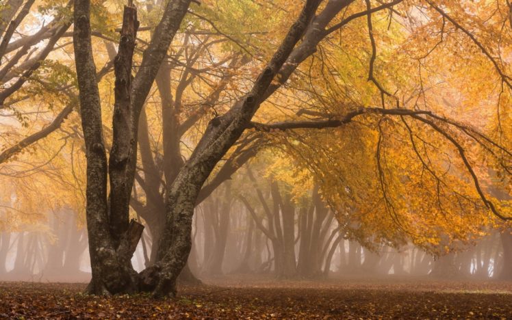 forest, Tree, Landscape, Nature, Autumn, Road HD Wallpaper Desktop Background