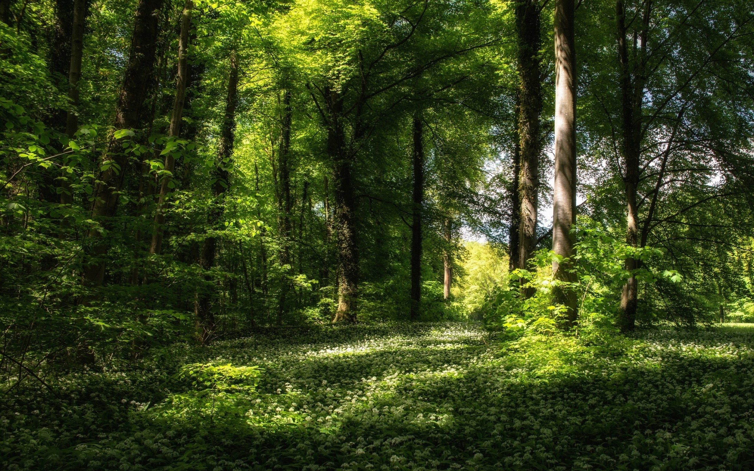 Приветливый лес. Красивый лес. Поляна в лесу. Летний лес. Красивая Полянка в лесу.