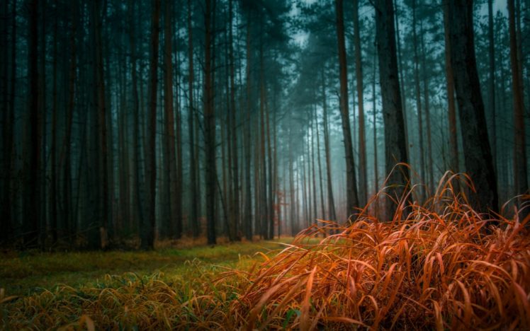forest, Tree, Landscape, Nature, Autumn, Road, Path, Trail HD Wallpaper Desktop Background