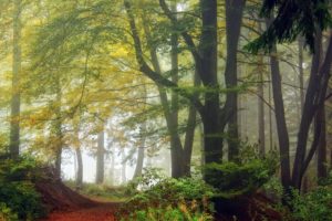 forest, Tree, Landscape, Nature, Autumn, Road, Path, Trail