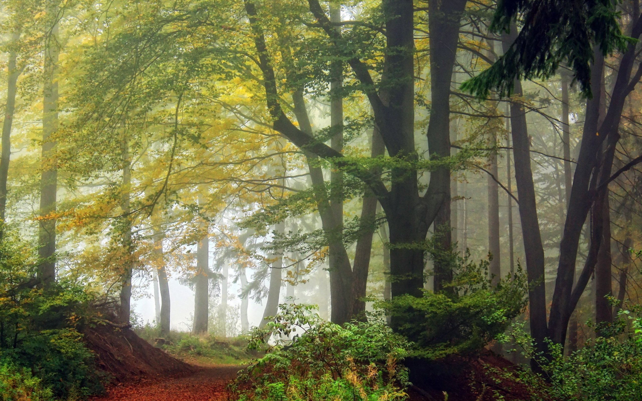 forest, Tree, Landscape, Nature, Autumn, Road, Path, Trail Wallpaper
