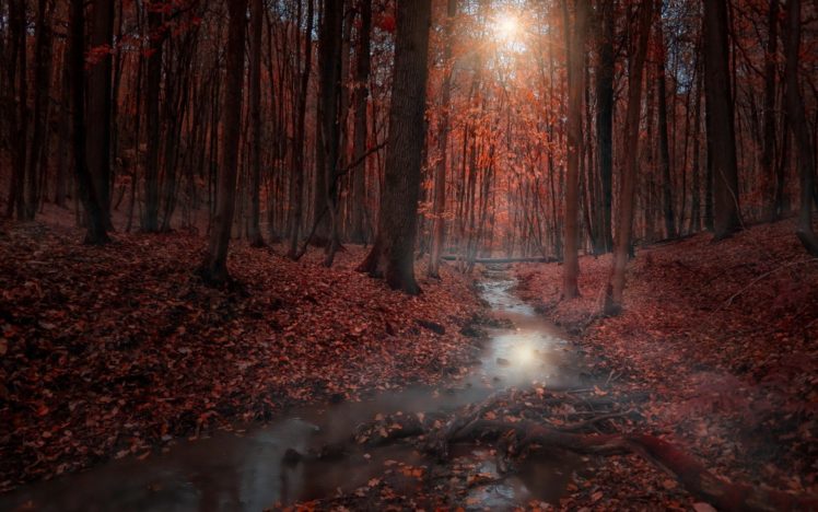 forest, Tree, Landscape, Nature, Autumn, River, Stream HD Wallpaper Desktop Background