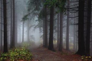 forest, Tree, Landscape, Nature, Fog