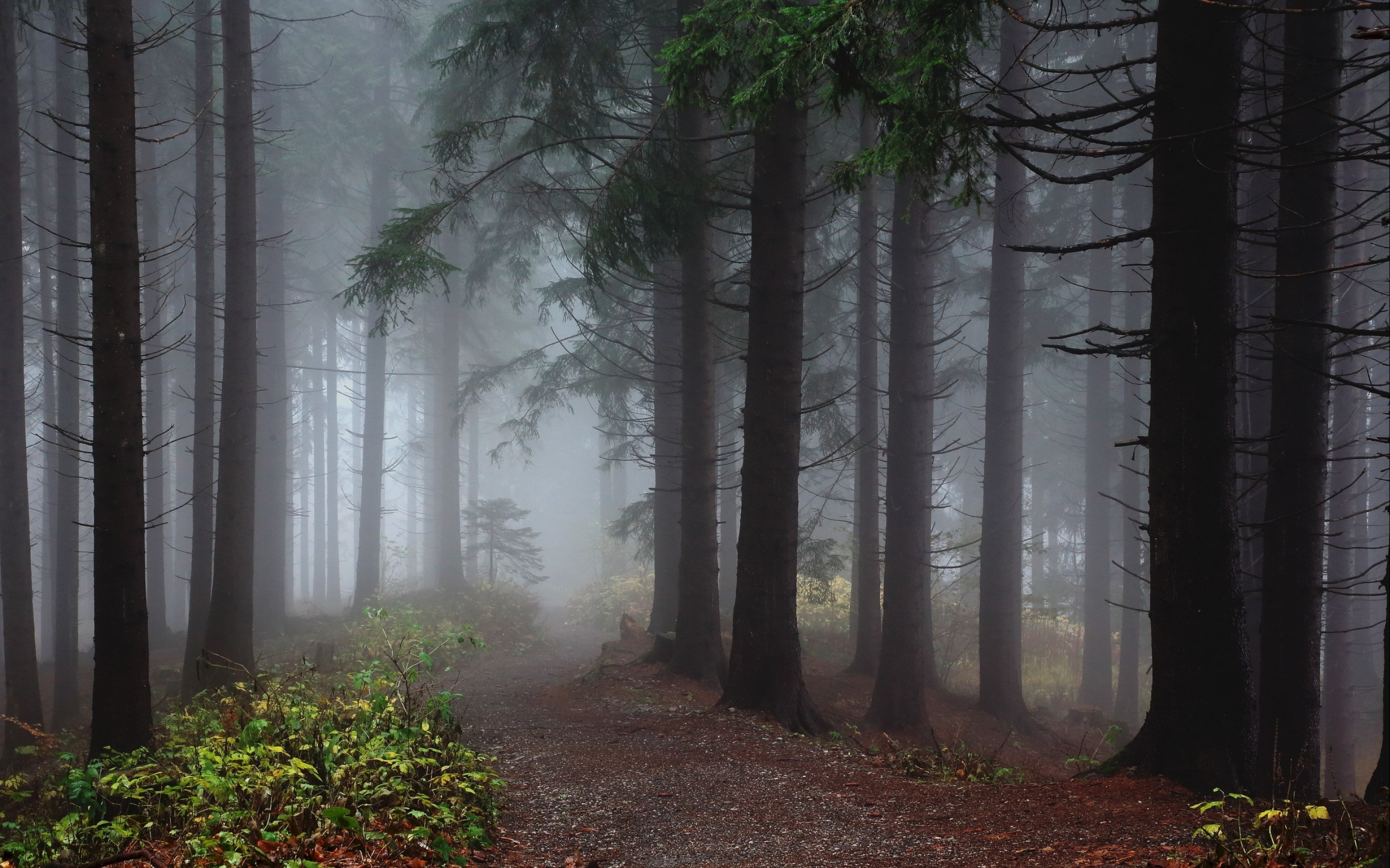 Forest Tree Landscape Nature Fog Wallpapers Hd Desktop And Mobile