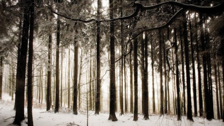 forest, Tree, Landscape, Nature, Autumn, Winter HD Wallpaper Desktop Background