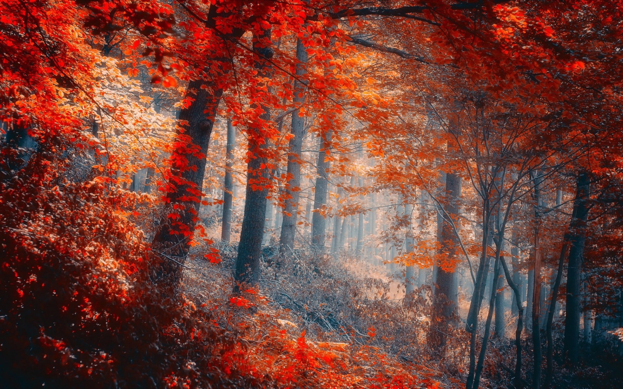 forest, Tree, Landscape, Nature, Autumn Wallpapers HD / Desktop and ...