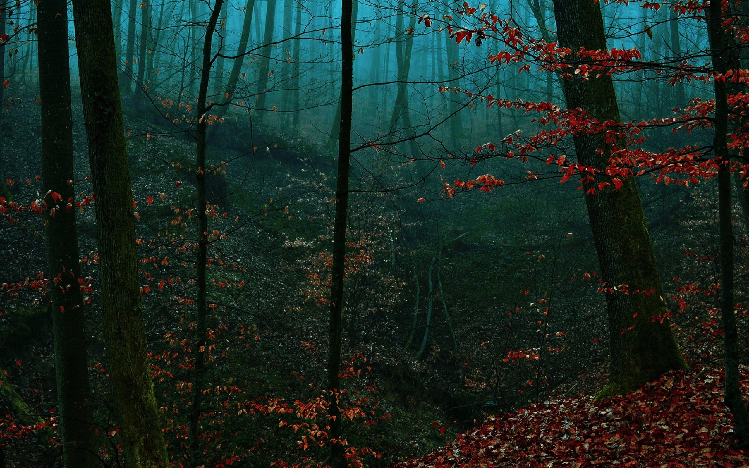 forest, Tree, Landscape, Nature, Autumn Wallpaper