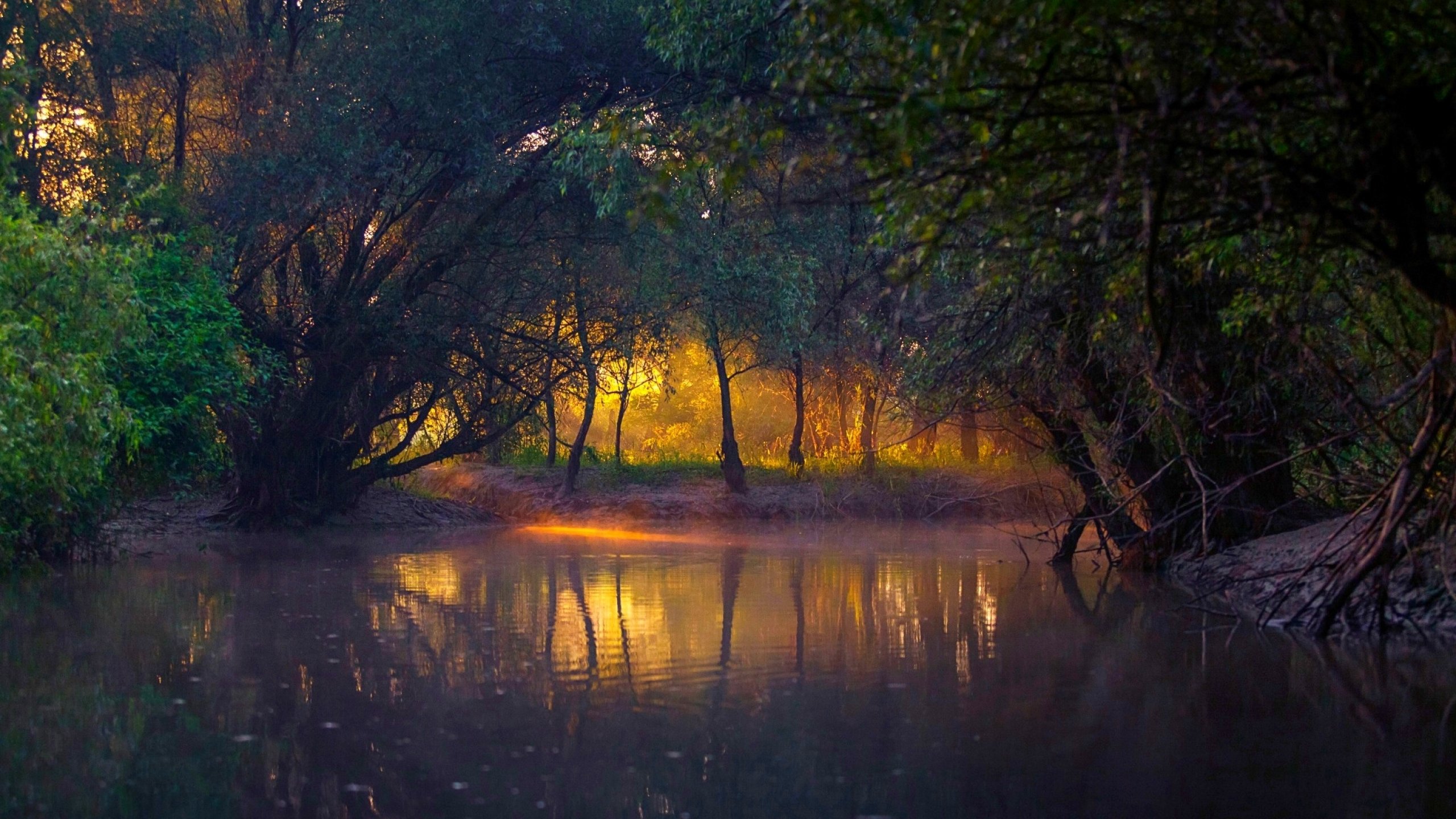 forest, Tree, Landscape, Nature, Autumn, Lake Wallpaper