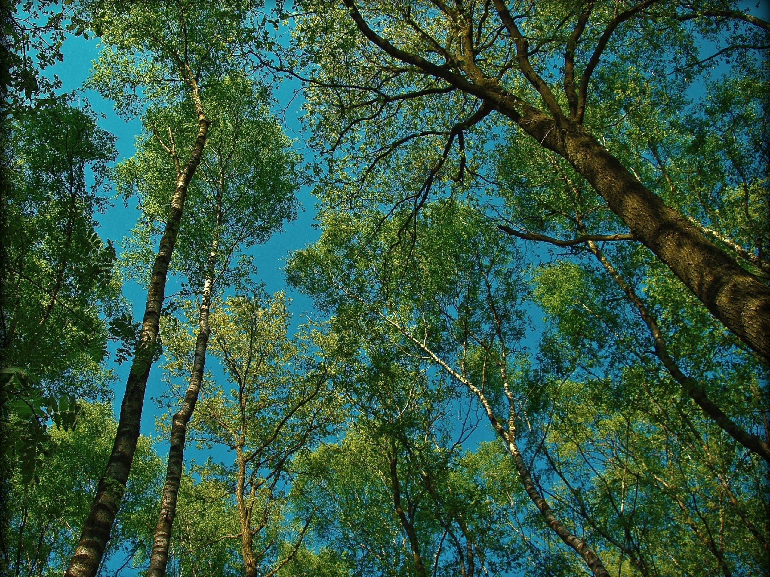 forest, Tree, Landscape, Nature Wallpaper