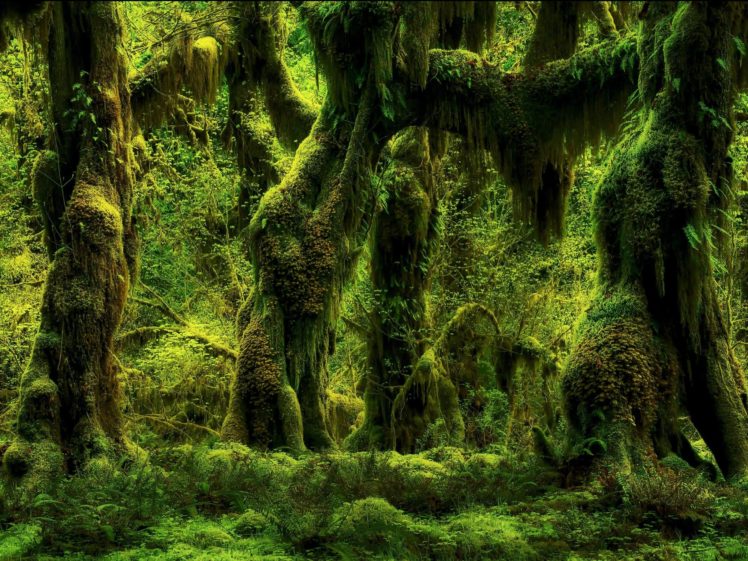 forest, Tree, Landscape, Nature HD Wallpaper Desktop Background