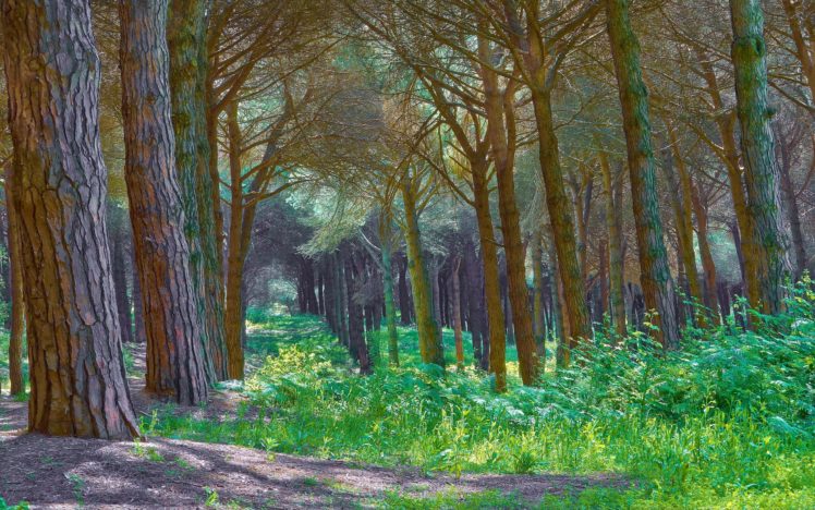 forest, Tree, Landscape, Nature HD Wallpaper Desktop Background