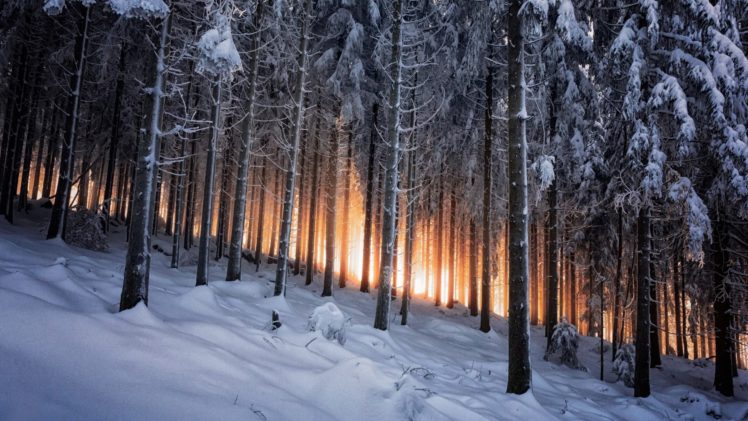 forest, Tree, Landscape, Nature, Winter HD Wallpaper Desktop Background