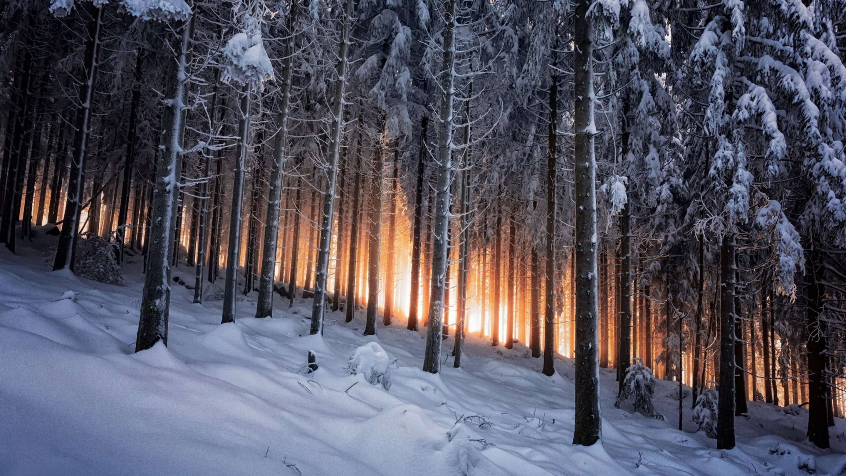 Winter forest. Лес Шварцвальд зимой. Чёрный лес Шварцвальд зима. Зимой в лесу. Лес в снегу.