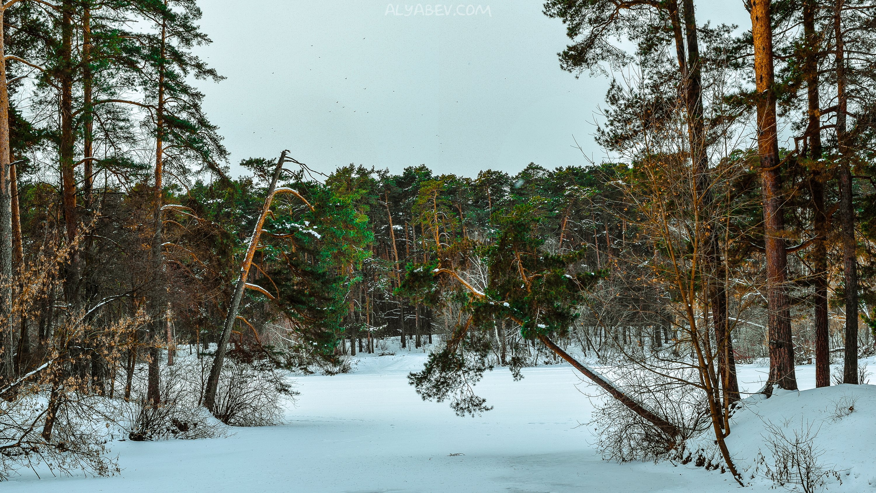 forest, Tree, Landscape, Nature, Winter Wallpaper