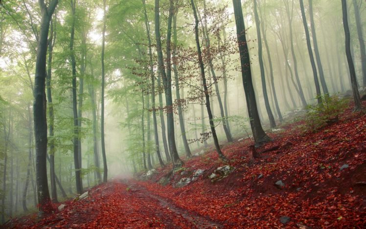 forest, Tree, Landscape, Nature, Autumn, Path, Trail, Road HD Wallpaper Desktop Background