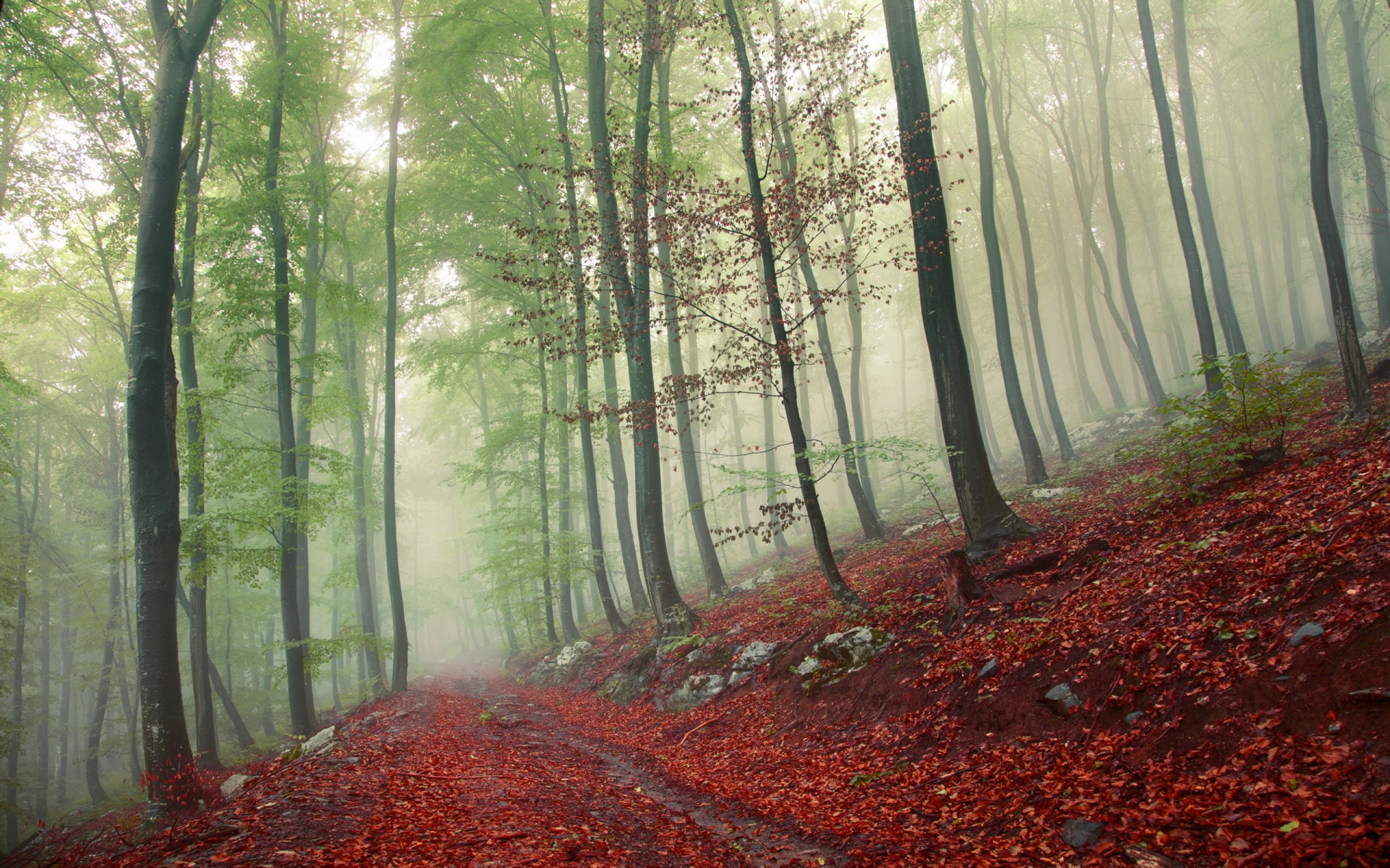 forest, Tree, Landscape, Nature, Autumn, Path, Trail, Road Wallpaper