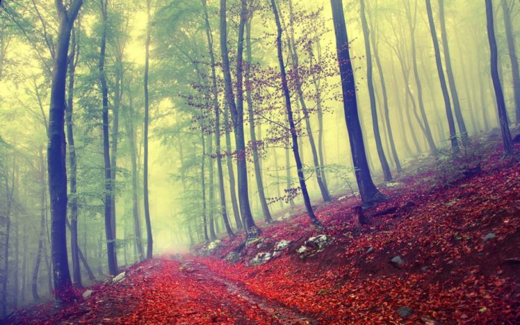 forest, Tree, Landscape, Nature, Autumn, Path, Trail, Road HD Wallpaper Desktop Background