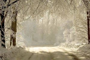 forest, Tree, Landscape, Nature, Winter, Snow, Road