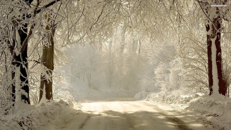 forest, Tree, Landscape, Nature, Winter, Snow, Road HD Wallpaper Desktop Background