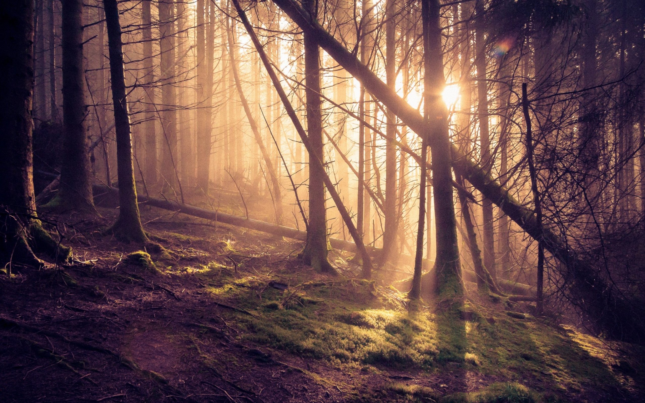 forest, Tree, Landscape, Nature, Autumn Wallpaper