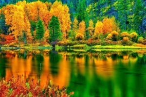 forest, Tree, Landscape, Nature, Autumn, Lake, Reflection