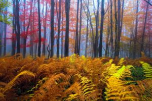forest, Tree, Landscape, Nature, Autumn